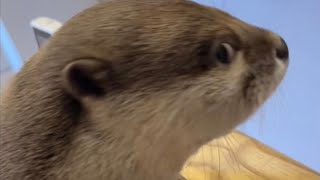 ティッシュを出していたずらしようとするのがバレたカワウソの反応 Mischievous otter