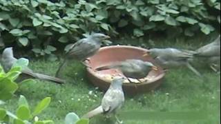 THE BEAK BECKONS!