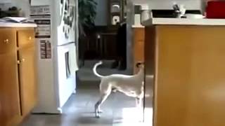 Очень Любопытный Пес!!!Супер Ржач!!!