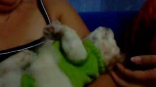 Perro ametralladora