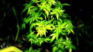 Miky Ding La Weed Tou Lé Jou Bat Guel Aw Slim VideoZ Juillet 2012 YouTube#!#!