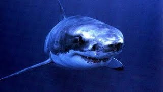 Les dents de la mer dans GTA5 Affronter un requin au couteau