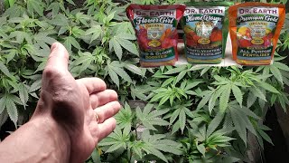 Growing Autoflowers W/Dr. Earth