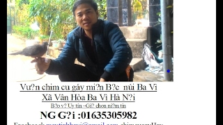 Nuôi chim cu gáy ko lồng ko xích  cực đẳng cấp