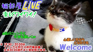 猫部屋live楽しくワイワイ #88 PC部屋から皆でワイワイ！ｗ