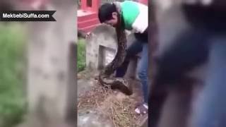 Mezara Girmiş Dev Yılan Bulundu [Gerçek Görüntü]
