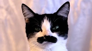 Her mustache would make any man jealous