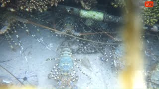 MELIHAT BUDIDAYA LOBSTER AIR LAUT