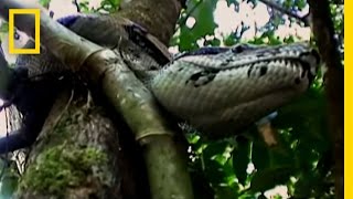 Two Greatest Captures | National Geographic