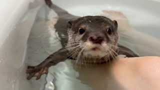 また寒くなってきたのでカワウソ風呂始めました。 It's getting cold again, so I started taking otter baths.