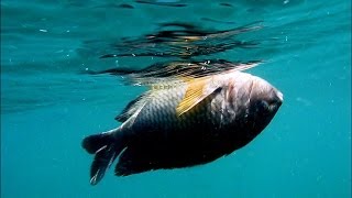 Contaminación con plástico: lo que escondemos bajo el mar