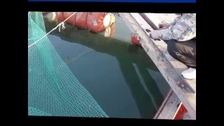 당진 바다좌대(Dangjin) 우럭낚시. Salt Water Fishing.