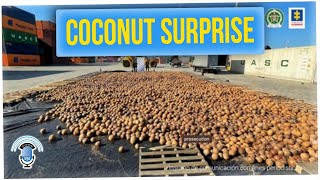 20,000 Coconuts Were Discovered With a Surprise Inside!