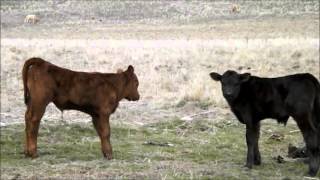 the cow movie