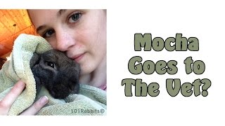 Mocha Goes To The Vet!?