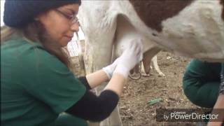 MASTITIS-Medicina y zootecnia de bovinos productores de leche-FMVZ-UNAM