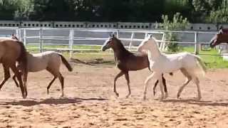 ООО "Ахалтекинец" Продажа ахалтекинских лошадей.Sales of Akhal-Teke horses http://akhaltekellc.com