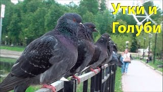 Утки и Голуби