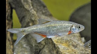 Русская Рыбалка Installsoft Edition 3.7.6 Турнир Чусовая КВ Быстрянка