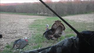 TURKEY HUNTING! MAGNUS BULLHEAD FULL DECAP AT 5YRDS AND Sneak Peak of Arrow Flight in extremely wind