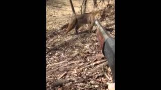 Southern IL bobcat