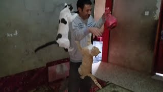 اقوى العروض للقطط عندما تكتشف اني احمل الطعام شاهد