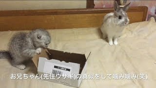 多頭飼いに挑戦！迎えたばかりの仔ネコを先住ネコと先住ウサギに会わせてみた#18