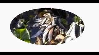 Хариус ленок клюют каждый заброс. За 4 часа выловили 4 ведра хариусов и ленков. Рыбалка адреналин.