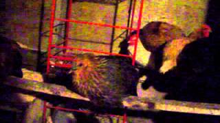 fox stealing my chickens??? renard vole mes poules ????