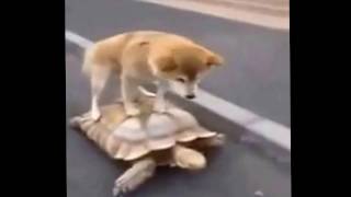 Приколы с животными