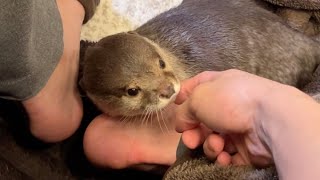 カワウソに対抗して茶色い着る毛布を飼い主が着たら思わぬ結果に The owner wore a brown wearable blanket against the otter.