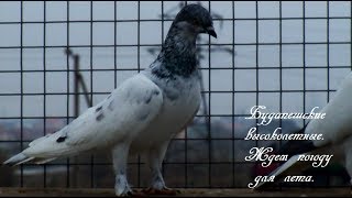 Будапештские высоколетные. Ждём погоду для лёта. " Budapest pigeons"