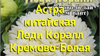 Астра китайская Леди Коралл Кремово-Белая. Обзор callistephus chinensis Леди Коралл Кремово-Белая