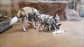 Safari Park Dvůr Králové: Sedmerčata psů hyenových si pochutnávají na slepici