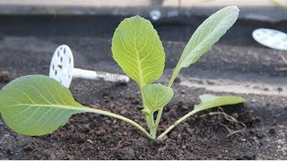 ЛУЧШИЙ СПОСОБ ПОСАДКИ КАПУСТЫ ДЛЯ ТЕХ, КТО РЕДКО БЫВАЕТ НА ДАЧЕ.