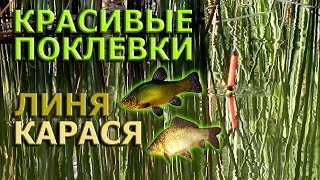 Рыбалка на поплавок.КРАСИВЫЕ ПОКЛЕВКИ ЛИНЯ,КАРАСЯ.