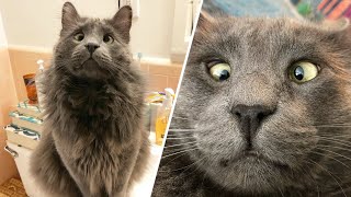 Woman wins lottery to take this cross-eyed shelter cat home