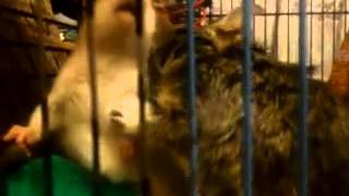 Degu with Rat (Крыса и Дегу)