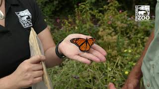 Tagging Monarch Butterflies - Cincinnati Zoo