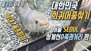 우리나라 희귀어종 찾기 물고기 키우기 서울 청계천 수족관거리 편 연못의 많은 가족들 철갑상어 가아피쉬들을 데리고 온 청계천의 수족관을 소개 Korea Seoul Aqua Shop