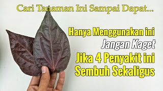 HANYA NANAM TANAMAN INI, JANGAN KAGET JIKA ANDA TAK PERNAH LAGI MENGELUARKAN UANG BERUBAT