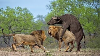 사자 vs 버팔로 화난 버팔로 사자를 죽이다! buffalo attack lion