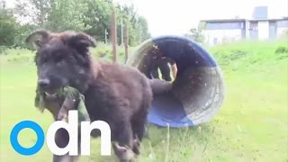 Adorable police puppy begins his training