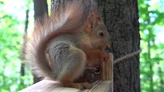 Бельчонок у кормушки / The squirrel at the feeder