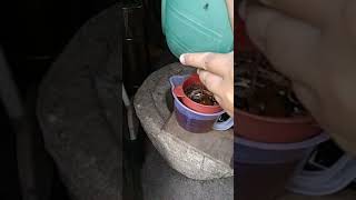 Panen madu klanceng jenis leavi...  6 kotak dpt banyak