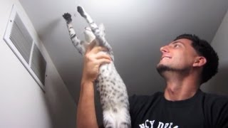 FLY SWATTIN' KITTY