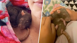 This rat was already a treasure. Then he became an older brother