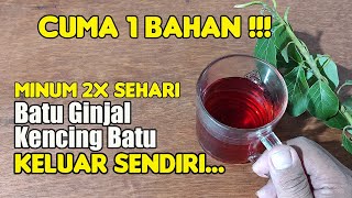 ALLAHU AKBAR... KABAR BAIK, HANYA PAKAI INI, BATUGINJAL ATAUPUN KENCINGBATU SEMBUH SECARA ALAMI