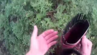Сбор ягод черники,комбайном или (хапугой)