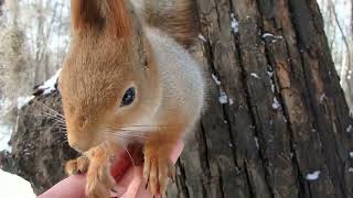 Белка с носиком. Давно её не было / Squirrel with a nose. She's been gone a long time